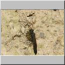 Trypoxylon figulus - Grabwespe 02b 14mm mit Kugelspinne OS-Wallenhorst-Tongrube-Lehmwand - det.jpg